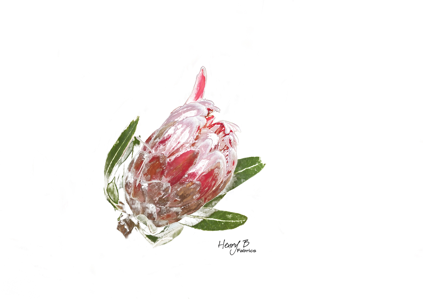 protea-placemat-2